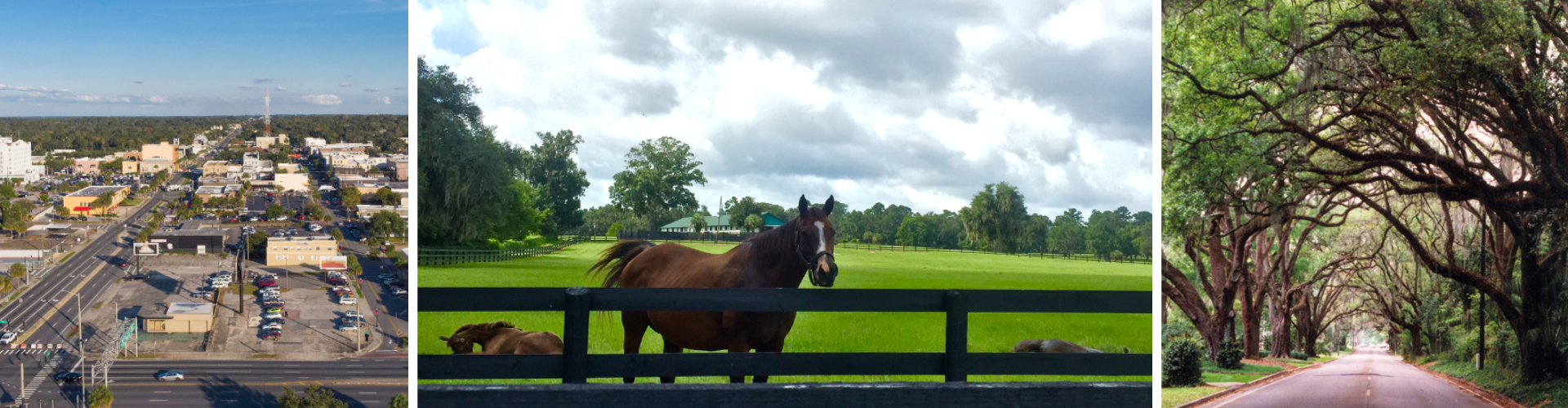 A horse standing on a fence.